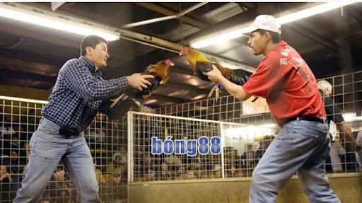Bong88 là sân chơi lý tưởng nhất để yên tâm lựa chọn cược chọi gà trực tuyến